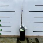Moruša čierna 'TRNAVSKÁ' (Morus nigra) - výška: 20-30 cm, kont. C2L - čierne plody 